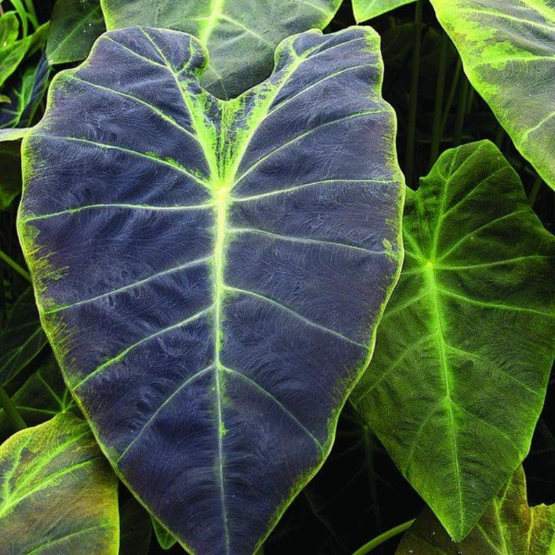 Colocasia Live Plant, 4-8'' Tall, Elephant Ear Plant, Esculenta Taro Alocasia Housplant, Indoor Outdoor Planting (Black Purple)