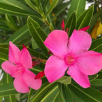 2 Packs of Oleander Plants Live, Live Pink Oleander Plant, 4 to 6 Inc Tall, Pink Oleander Live Plant, Shrub Plant for Gardening Outdoor Indoor
