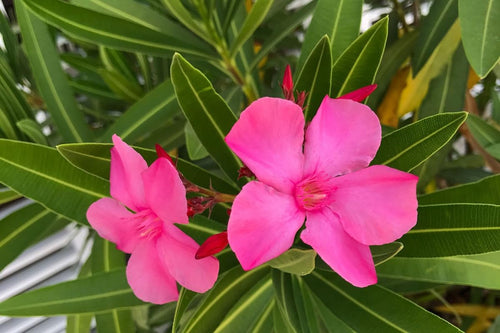 2 Packs of Oleander Plants Live, Live Pink Oleander Plant, 4 to 6 Inc Tall, Pink Oleander Live Plant, Shrub Plant for Gardening Outdoor Indoor