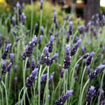2 Lavender Plants Live Indoors, 4-8" Tall, Lavandula Perennial Flower Plants for Planting Outdoors Home Garden (Creek Lavender)