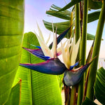 Blue White Bird of Paradise Live Plant, Vibrant Tropical Houseplant Flowers Strelitzia Reginae Size 5 to 9 Inc Tall, No Pot, Well-Rooted, Hardy