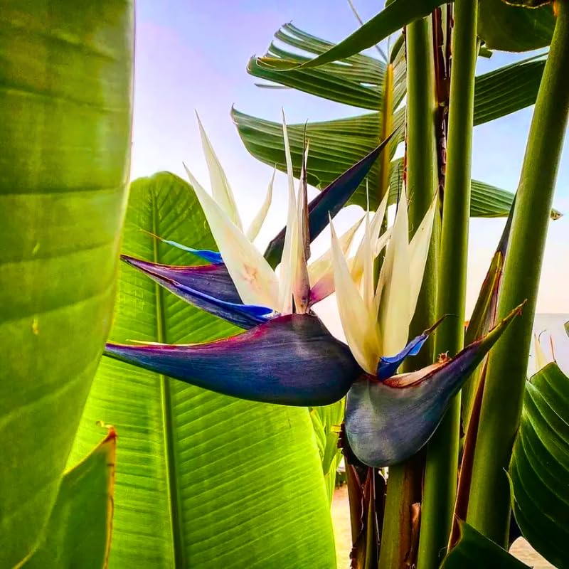 Blue White Bird of Paradise Live Plant, Vibrant Tropical Houseplant Flowers Strelitzia Reginae Size 5 to 9 Inc Tall, No Pot, Well-Rooted, Hardy