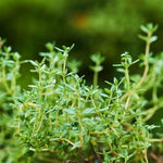 Set of 2 English Thyme Live Herb Plants, 3-6 Inch Tall, Thyme Plant, Fragrant Plants for Outdoor Garden and Indoor Container Growing, No Pot Included