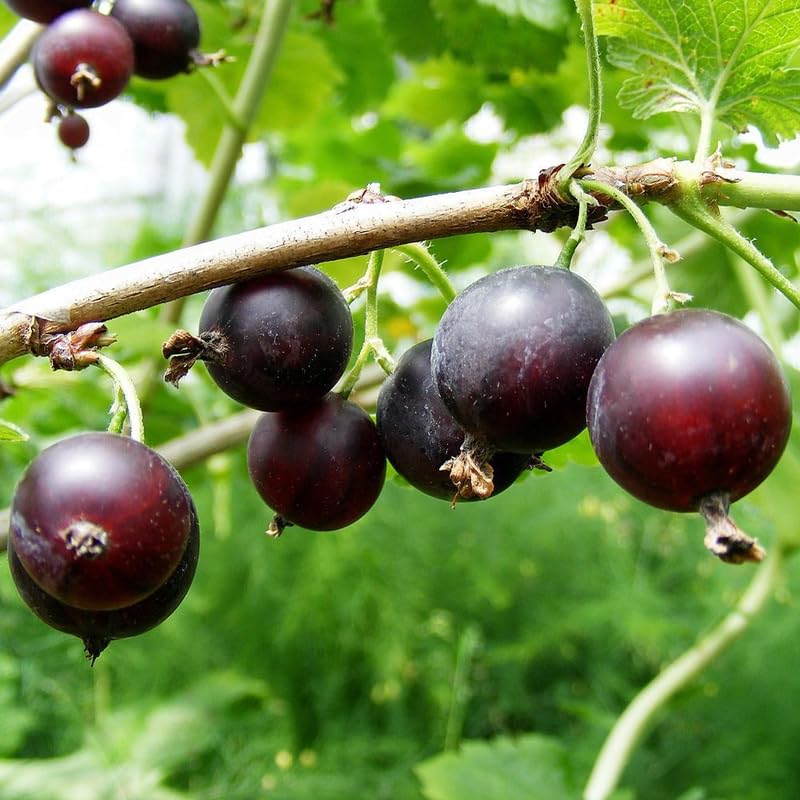 Gooseberry Tree Plant Live, Gooseberry Bush Live Plant, 5-9 Inch Tall, Gooseberry Plant Live for Planting Outdoors (Jeanne Gooseberry)