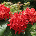 3 Live Ixora Plants, 5-7 Inc, Red Ixora Live Plant, Tropical Shrub Plant for Gardening