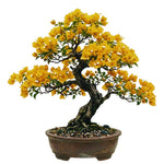 2 Bougainvillea Plants Live, Bougainvillea Live Plant, 4 to 6 Inc Tall, Flower Vine Plant Garden (Gold)