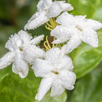 Pack of 3 Jasmine Plants Live, Maid of Orleans Jasmine Live Plant, 5 to 7 Inc in Height Easy to Plant