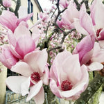 Jane Magnolia Tree Live Plant in 2.5 Inches in Pot, Starter Plant, Fragrant Perennial Ornamental Plants Shrub for Outdoor Garden