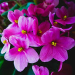 Pink African Violet Live Plant, 4 Inch Pot African Violets Live Plant, Live Afican Violets Plants, Flowering African Violets Live Plants Indoor Garden, Perennial Live African Violet Plants