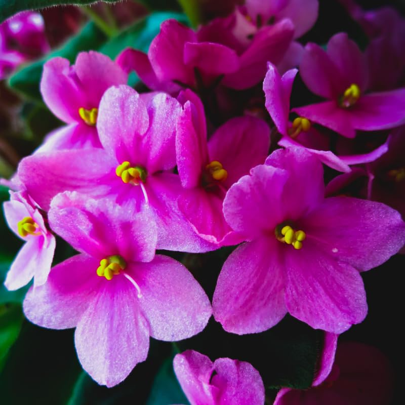 Pink African Violet Live Plant, 4 Inch Pot African Violets Live Plant, Live Afican Violets Plants, Flowering African Violets Live Plants Indoor Garden, Perennial Live African Violet Plants