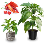 2 Long Thin Pepper Live Plants Per Pot, 100 Days Old Pepper Plant Well Rooted Seedlings, Hot Peppers for Year Round Harvesting