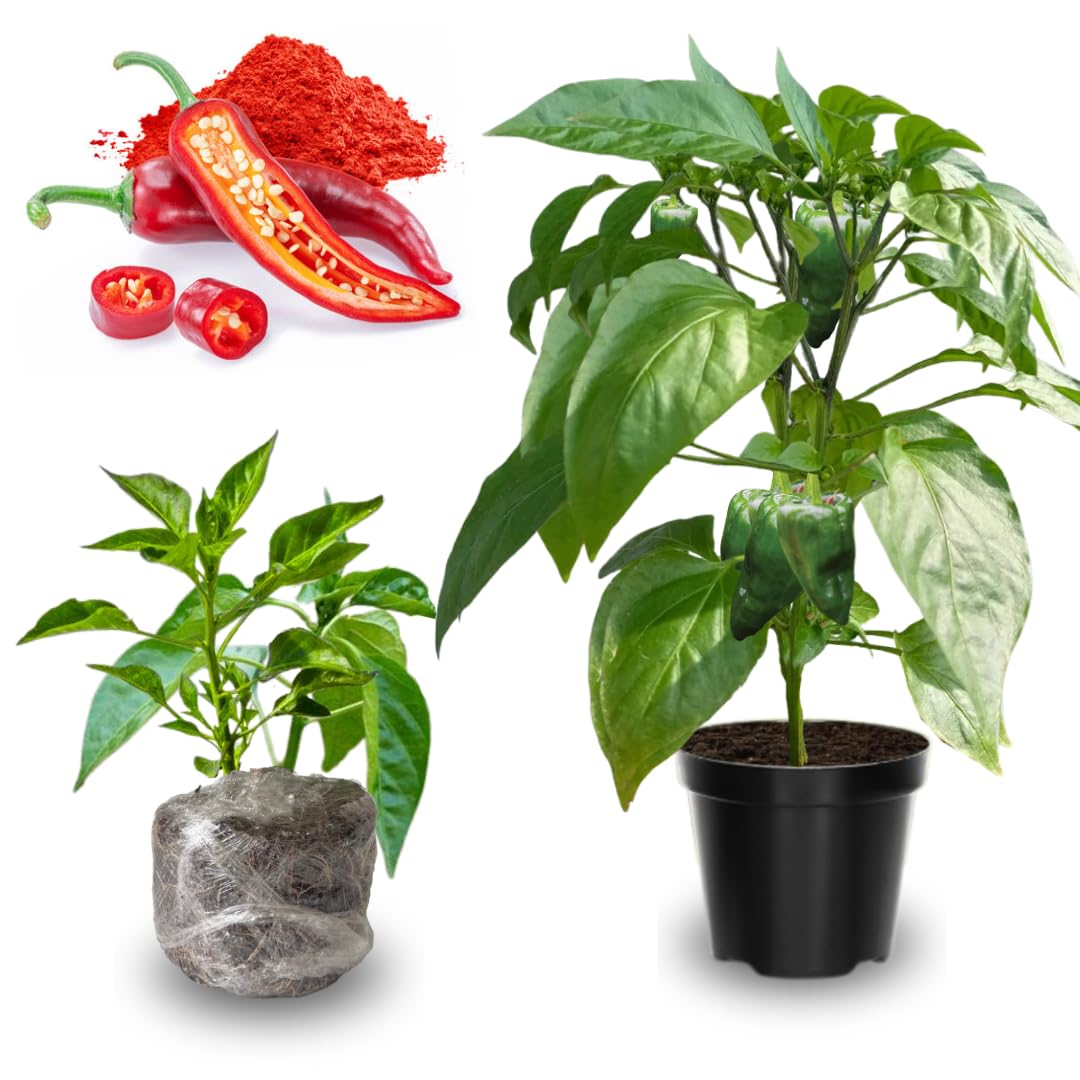 2 Long Thin Pepper Live Plants Per Pot, 100 Days Old Pepper Plant Well Rooted Seedlings, Hot Peppers for Year Round Harvesting