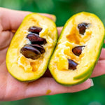 1 Paw Paw Tree Live Plant, Pawpaw Seedling Plants, 1 Year Old 6-15" Well Rooted, Common Pawpaw Asimina Triloba, No Leaf in Winter