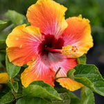 Hibiscus Plants Live, Hibiscus Plants Live, Easy to Plant, 7 to 13 Inch Tall, Hibiscus Tree Live Plant, Perennial Flower Tree, Sunset Hibiscus