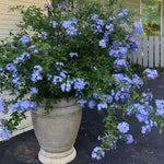 Plumbago Live Plant in 4 Inch Pot, 4-6" Tall Blue Flower Vine Bush, Perennial Hardy Blue Plumbago Live Plants