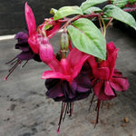 2 Fuchsia Live Plants, Fuchsia Flower Perennial for Outdoor Garden 3 to 5 Inches (Black)