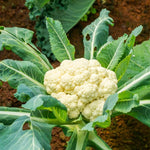 Live Cauliflower Plants 4-6'' Tall in 4'' Pot, Live Vegetable Plants, Outdoor Garden Growing, 2 Plants per Pot