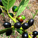 2 Live Bay Laruel Trees Sweet Bay Laurus Nobilis Plants, Bay Leaf Tree, True Laurel for Planting, 5-10 Inches in Tall