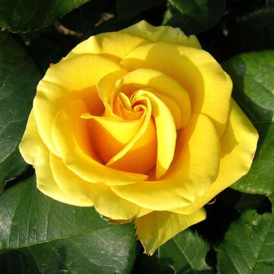 Rose Bushes Ready to Plant Outdoor, Bareroot 5-9 Inch Tall, Fragrant Rose Flower (Yellow Rose)