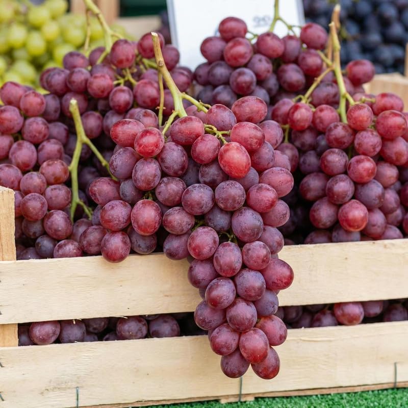 8 Red Grape Vine Cuttings, 8-12 Inches, Sweet Grape Fruits for Garden Planting, Outdoor Climbing Fruit Vine