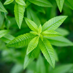 Set 2 of Lemon Verbena Plant Live, Fragrant Herb Shrub for Outdoor Gardening, Full Rooted from 2 to 5 Inches Tall