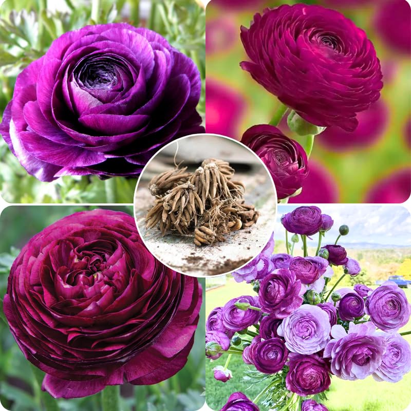 Pack of 30 Ranunculus Flowers Bulbs for Spring Planting, Ranunculus Bulbs for Planting, Spring Blooms Vibrant Perennial Bulbs for Garden Borders (Multicolor)