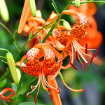 10 Turks Cap Lily Bulbs, Perennial Tiger Lilies Bulbs for Garden Borders, Hardy and Ready to Plant