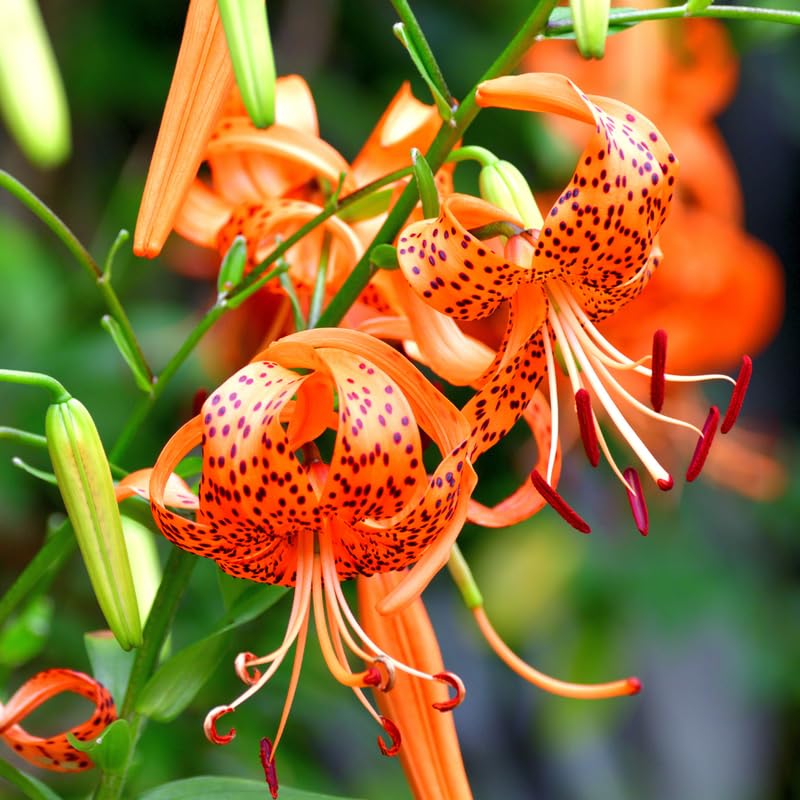 10 Turks Cap Lily Bulbs, Perennial Tiger Lilies Bulbs for Garden Borders, Hardy and Ready to Plant