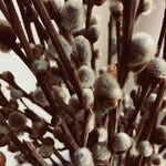 Pussy Willow Tree Live Plant, Pussy Willow Plant, 2.5 Inches Pot