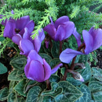 2 Purple Cyclamen Plants Live in 4" Pot, Already Bloom in Vibrant Color, Easy to Care for Indoor or Garden Flowering Houseplant