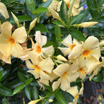 2 Apricot Mandevilla Live Plants, Flowering Mandevilla Plants, 5-9” Tall, Mandevilla Trellis Vines for Outdoor Garden and Containers