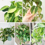 Silver Stripe Philodendron Plant Live, Rare Tropical Variegated Live Indoor Houseplant, Starter Plants No Pot, 5-9" in Tall