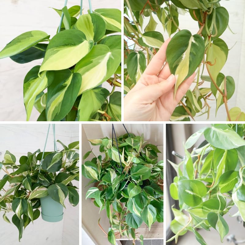Silver Stripe Philodendron Plant Live, Rare Tropical Variegated Live Indoor Houseplant, Starter Plants No Pot, 5-9" in Tall