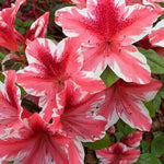 Pink Variegated Azalea Plant Live for Outdoor Spring Planting, 5-9" in Tall, No Pot, Bicolor Blooms