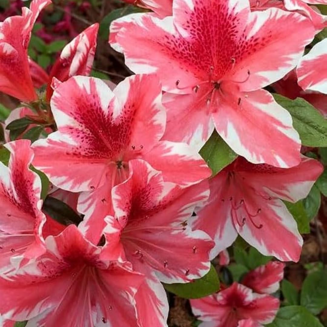 2 Pink Dogwood Azalea Rhododendron Plants Live Trees, 5-9" in Tall, Vibrant Bloom, Pink White Color