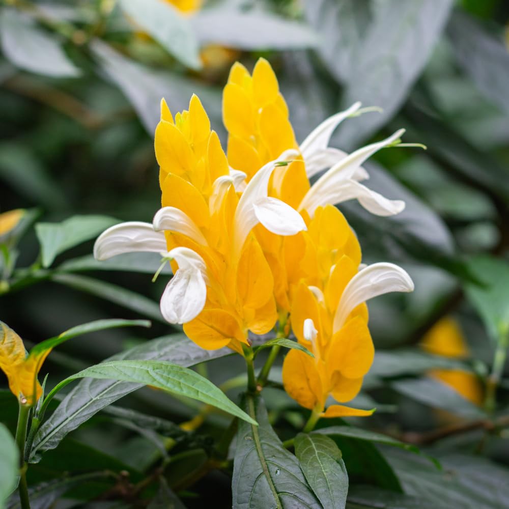 Live Shrimp Plant, Yellow Shrimp Plants Live, 4-6 Inches Tall, Colorful Ornamental Plant for Outdoor Growing
