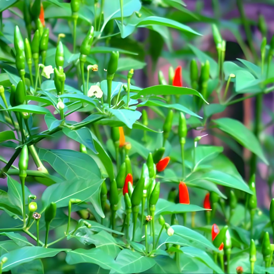 Hot Chile Pequine Pepper Plant Live, Hot Chili Pepper Live Plants for Growing, 80 Days Old Plants, 1 Plant per Pot