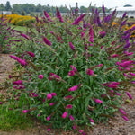 AVERAR 6 Months Old Raspberry Butterfly Bush Live Plant, Butterfly Bushes Ready to Plant Outdoor, Buddleia Plant Bush Shrub 5-7 Inches Tall, No Pot