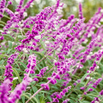 4 Fragrant Sage Salvia Live Plants, Planting in Spring Sage Plants Live, 5 to 10 Inches in Tall, Change Color (Mexican)