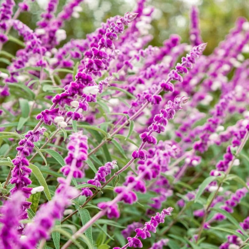 4 Fragrant Sage Salvia Live Plants, Planting in Spring Sage Plants Live, 5 to 10 Inches in Tall, Change Color (Mexican)