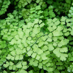 Fern Plant Pot, Maidenhair Fern Plant Live, 3.5 Inc Potted, Live Fern Plant, Fern Plant Live, Ready to Plant