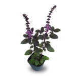 Blue Basil Plant Pot, 6 Blue African Basil Live Plants, 4 Inc Potted, Herb Plants Live Gardening