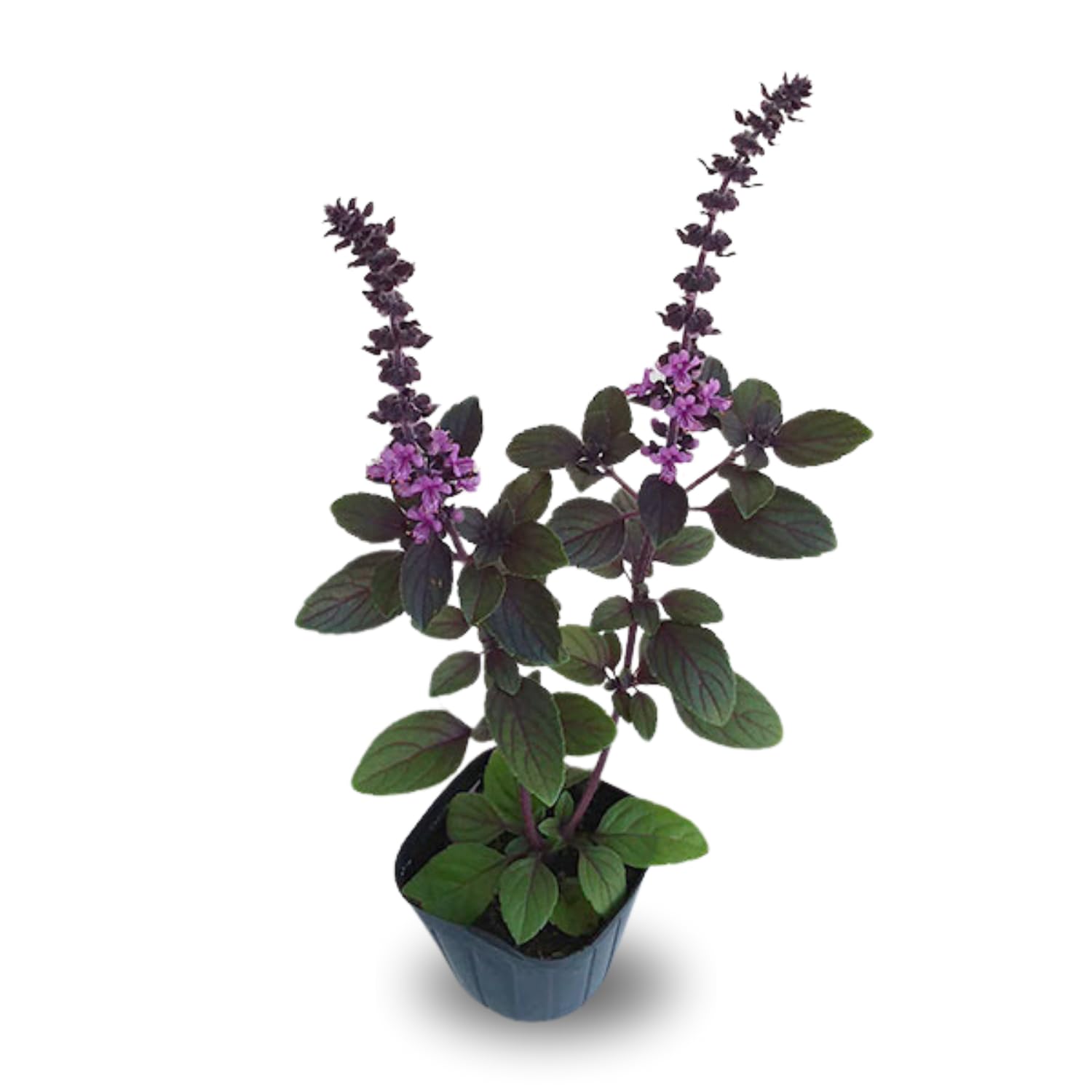 Blue Basil Plant Pot, 6 Blue African Basil Live Plants, 4 Inc Potted, Herb Plants Live Gardening