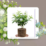 2 Jasmine Plant Live, Double White Jasmine Flower Plants Live Between 5 and 7Inc Long Outdoor Planting Indoor Fragrant Flowers, Easy to Plant