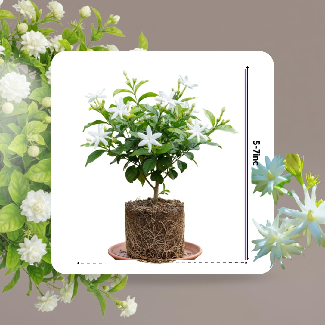 2 Jasmine Plant Live, Double White Jasmine Flower Plants Live Between 5 and 7Inc Long Outdoor Planting Indoor Fragrant Flowers, Easy to Plant