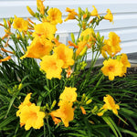 Set 10 Golden Yellow Daylily Bulbs for Planting, Hardy Perennial Lily Roots for Colorful Summer Blooms