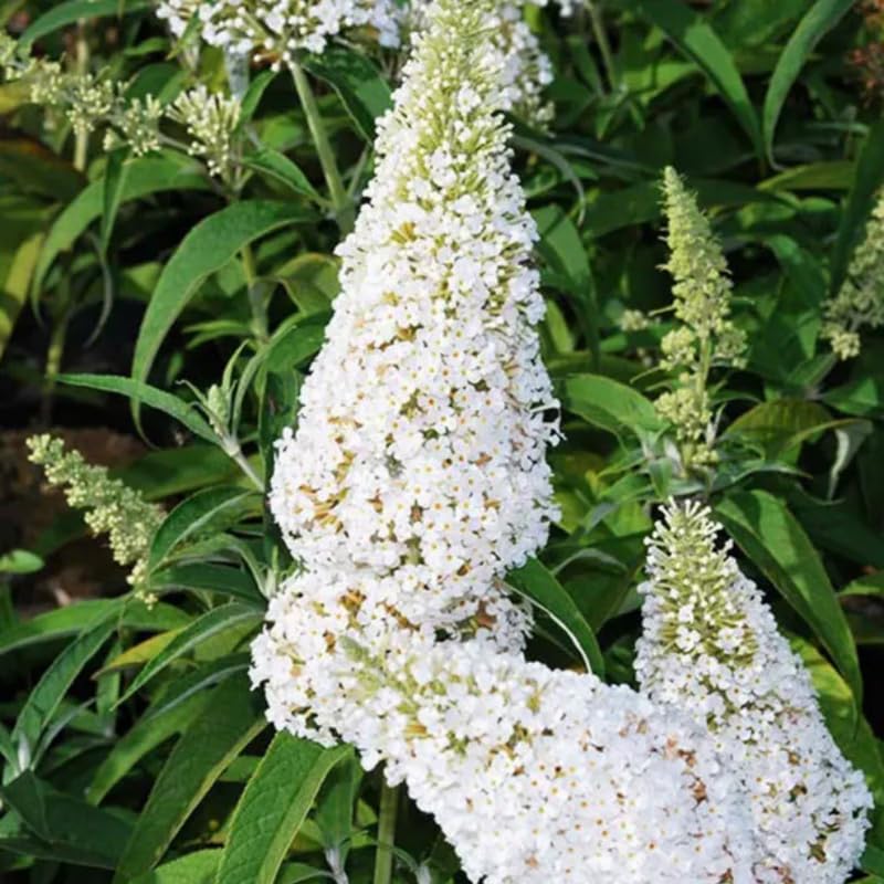 AVERAR 3 Buddleia Butterfly Bush Live Plant Ready to Plant Outdoor, White Blooms, Starter 5 to 9 Inches Tall, Cold Hardy and Fragrant, Zones 5-9