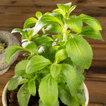 2 Stevia Plants Live for Planting Indoor Outdoor, 4-6 Inch Tall, Sweet Stevia Mint Herb, in Pot