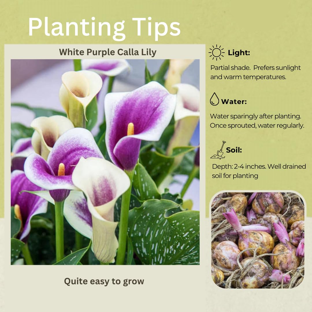 Pack 3 White Purple Calla Lily Bulbs - Calla Lily Flowering Bulbs for Garden and Containers, Easy to Grow Summer Blooms
