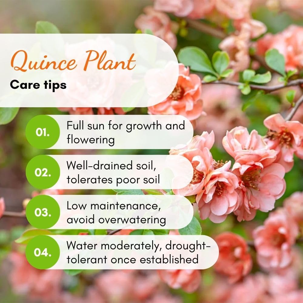 Salmon Flowering Quince Live Plant, 4 Inch Pot, Quince Plant, Chaenomeles Japonica Bush Shrub, Ornamental Shrub for Yard Garden and Landscape